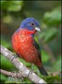 _0SB2402 painted bunting